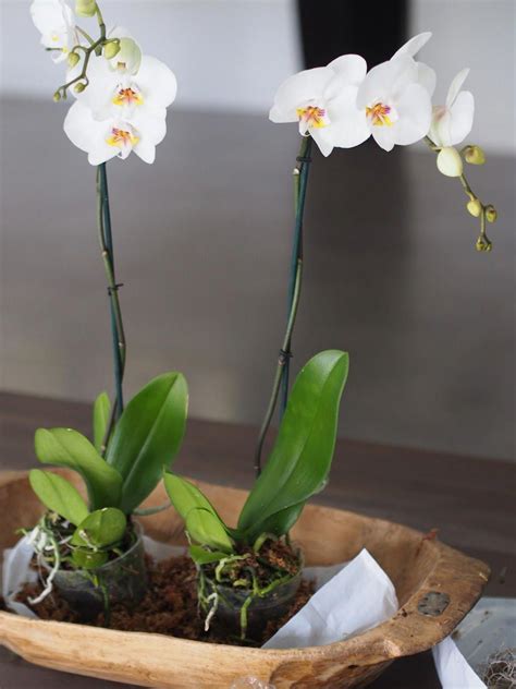 ciceksepeti orkide bakımı